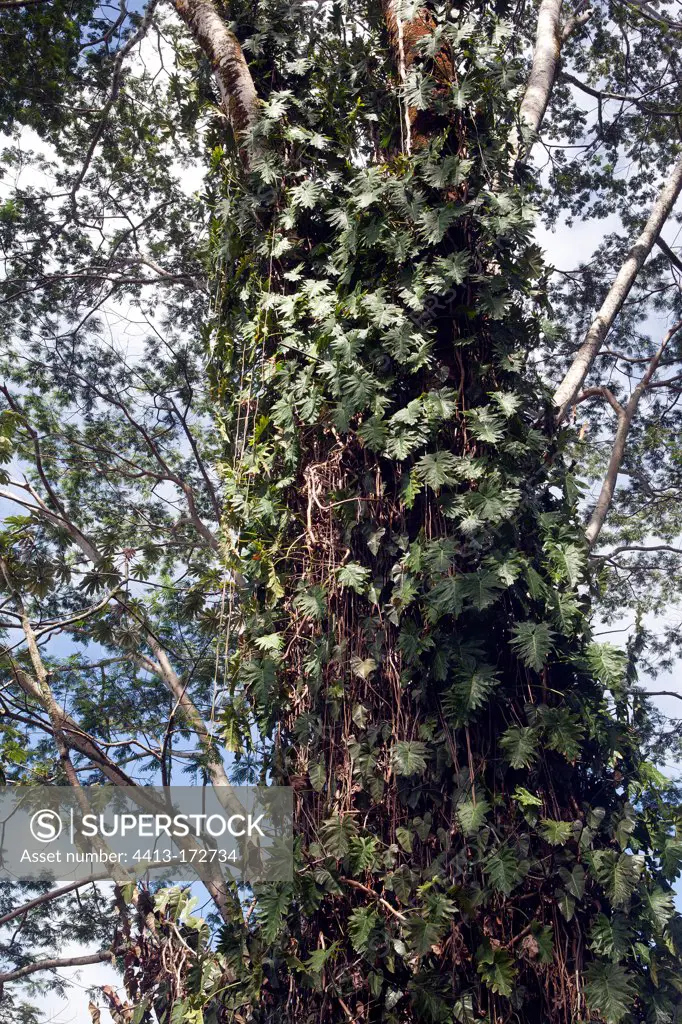 Philodendrons on a trunk in tropical forest of Hawaii Island