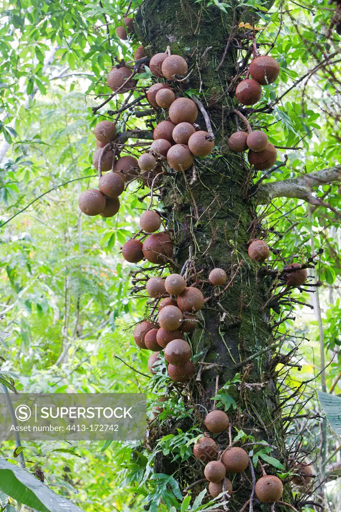Cannonball tree in the Hawaii Tropical Botanical Garden