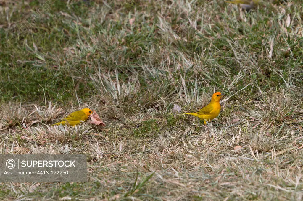 Saffron Finches on the ground Hawaii Island