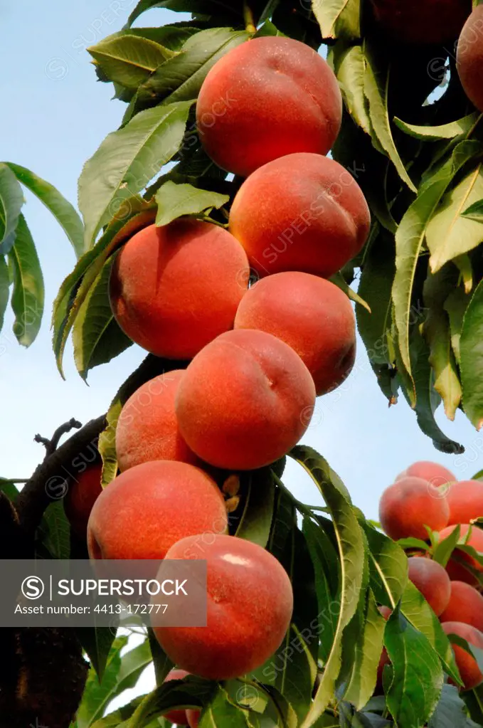 Peach tree in fruit in a garden