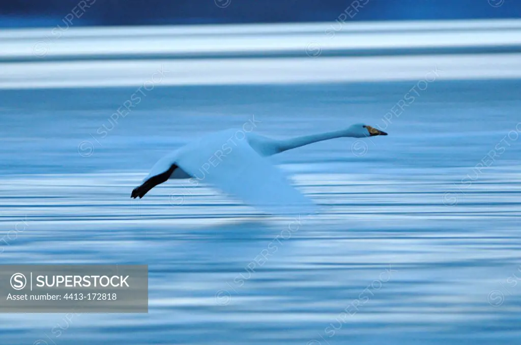 Whooper Swan flying away on Lake Kussharo Hokkaido Japan