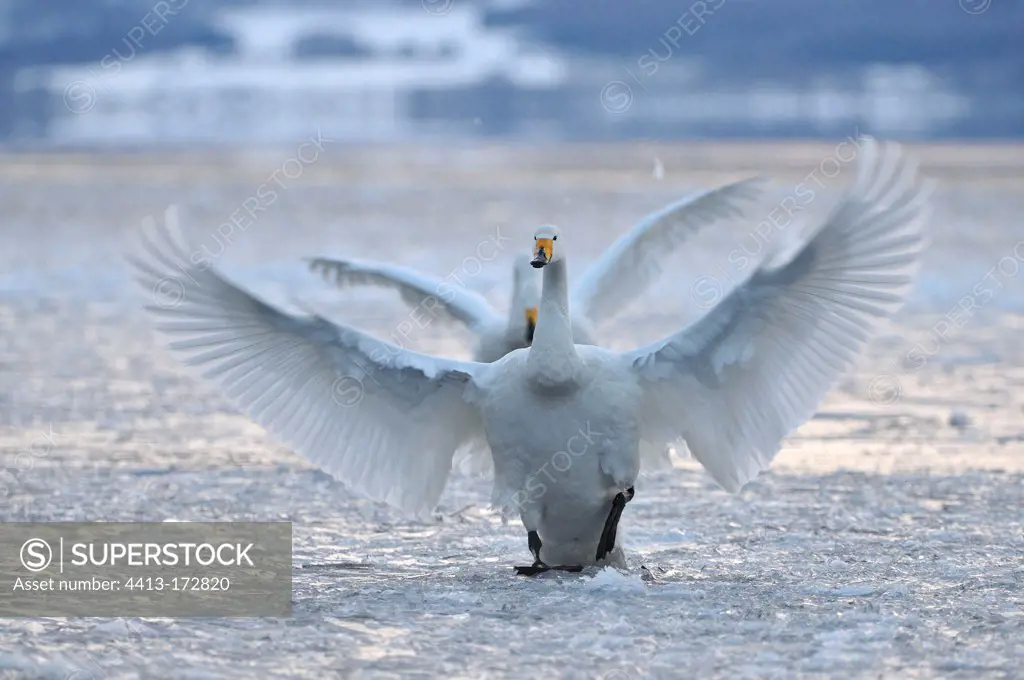 Whooper Swans on frozen Lake Kussharo Hokkaido Japan
