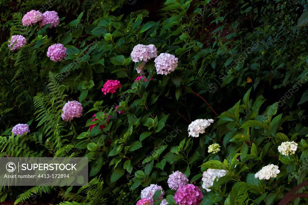 Hydrangea in bloom in a garden