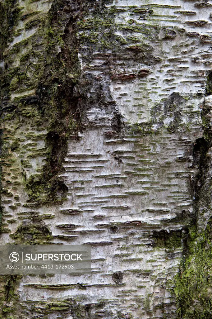 European White Birch 'tristis' bark Botanic Garden Scotland