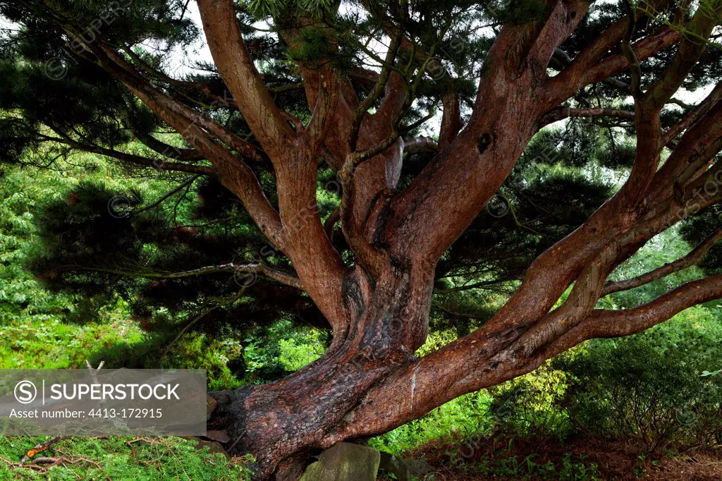 Japanese red pine 'umbraculifera' Botanic Garden Scotland