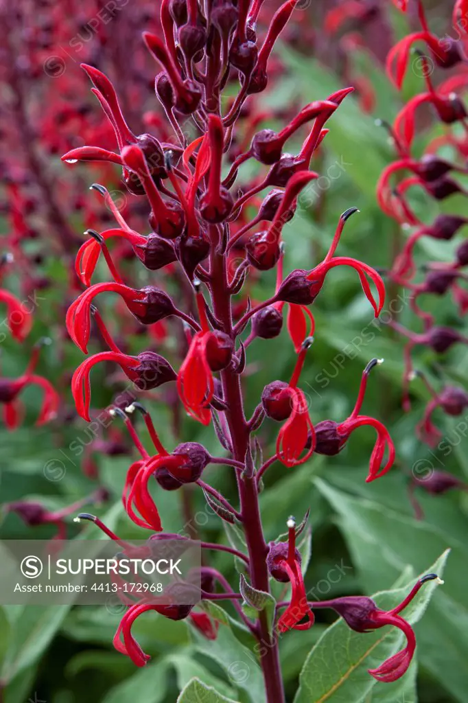 Devil's Tobacco in bloom Botanical Garden Scotland UK