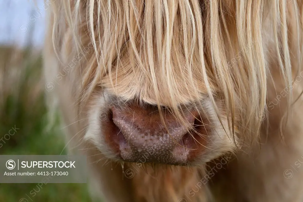 Scottish Highland Cow muzzle UK