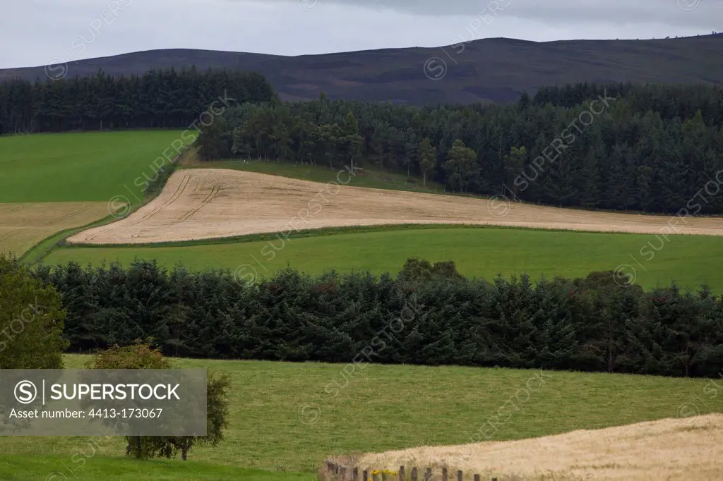Growing of cereals and plantation conifer Highland Scotland