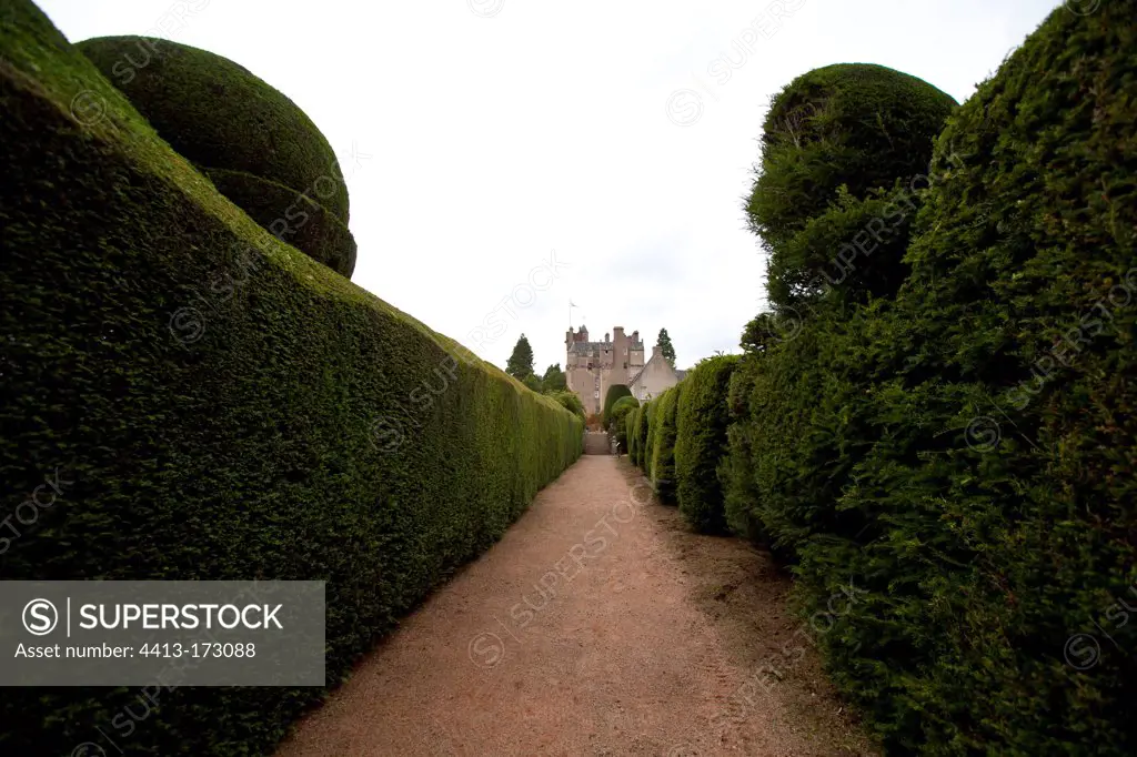 Yew Crathes Castle Gardens Highland Scotland