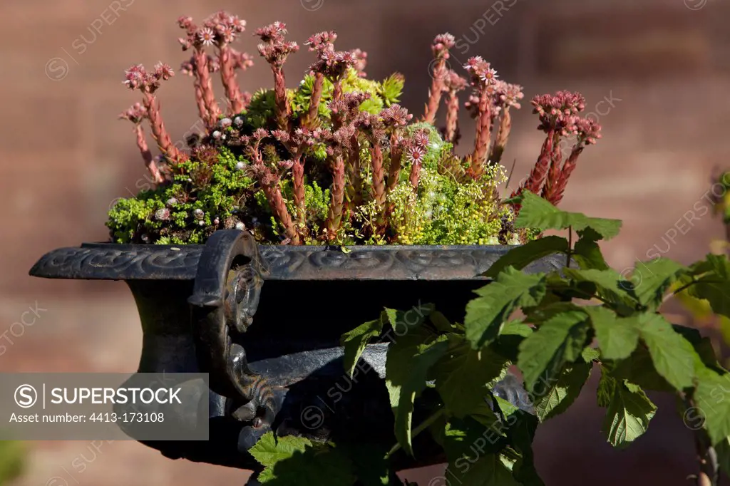 Stonecrop in bloom in a pot in a garden