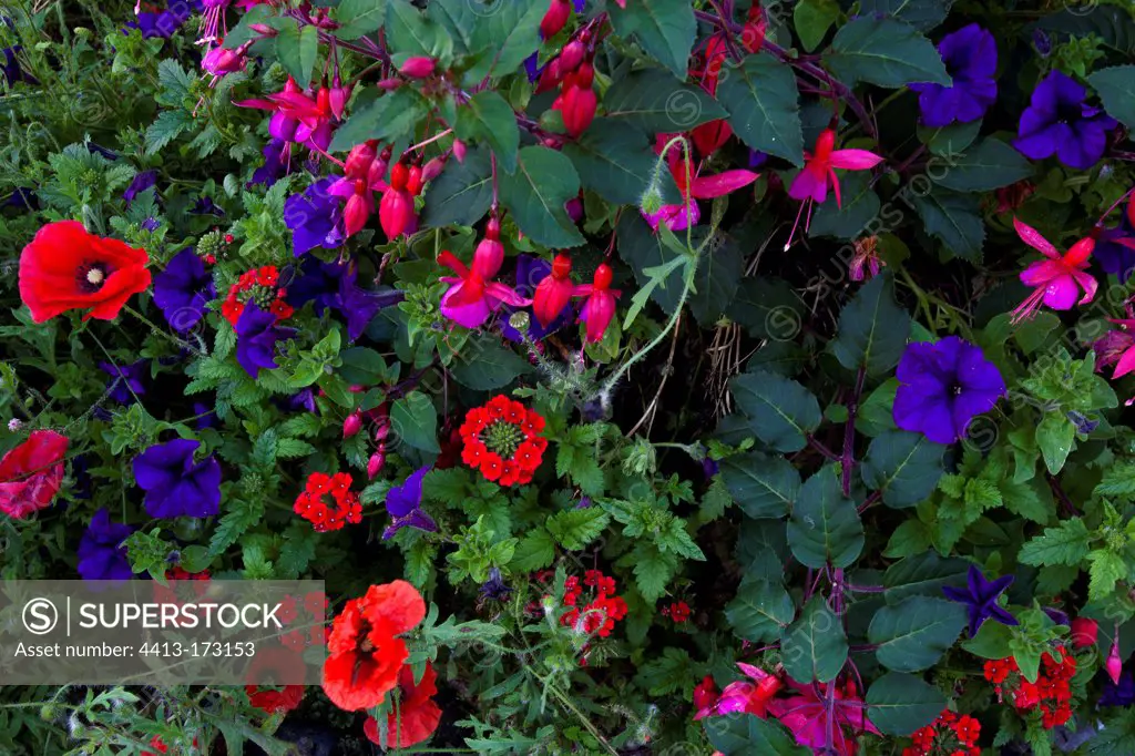 Mix of red and blue flowers Scotland UK