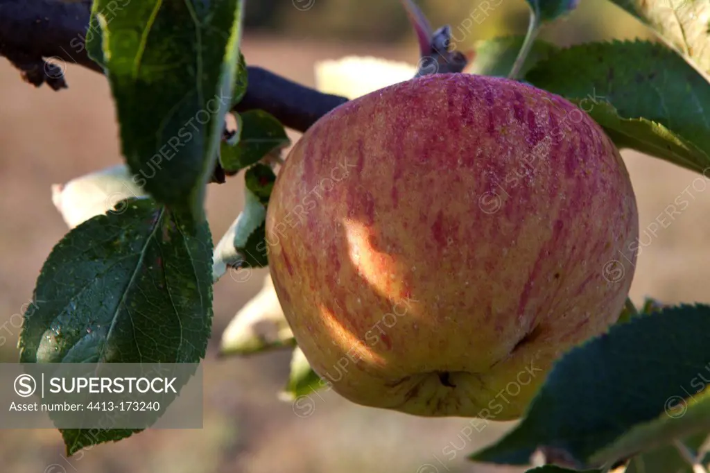 Apple 'in Risoul' on the tree Provence France