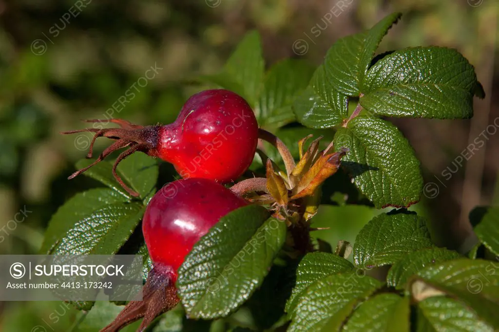 Rosehips of Rugosa Rose Provence France