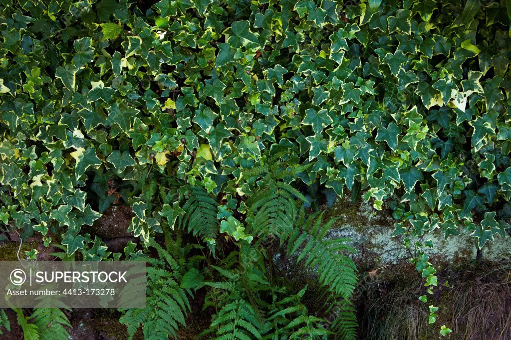 Ivy and ferns in a garden