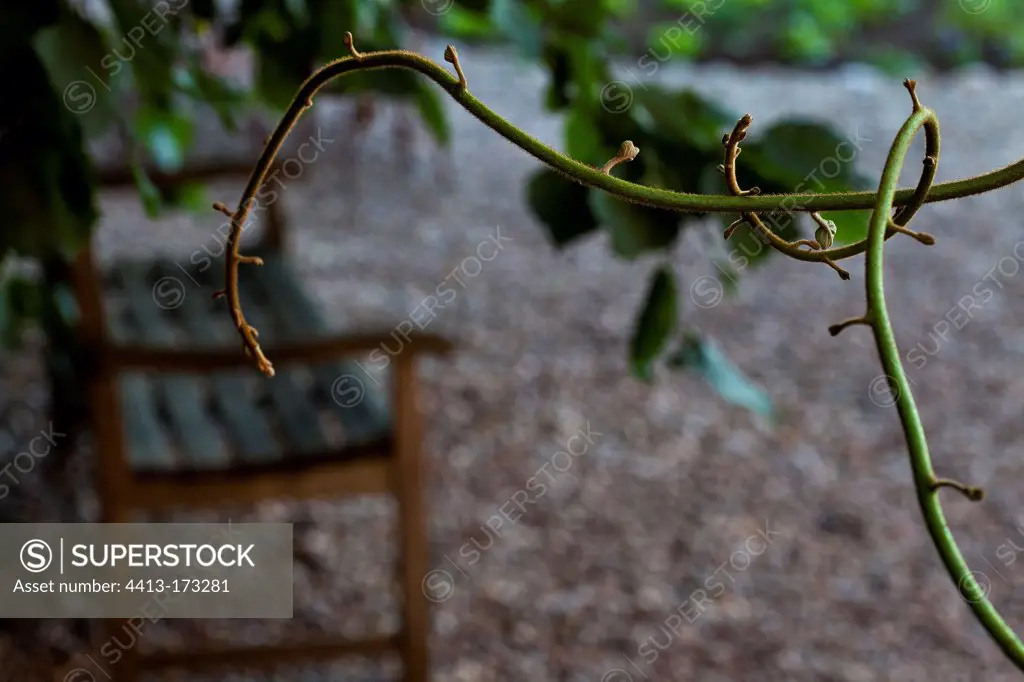 Climbing plant and bench in a garden