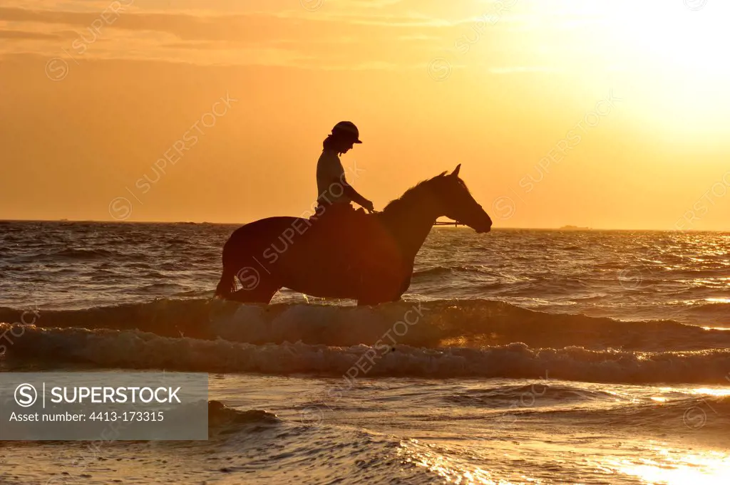 Horse walking into the sea after laying a plaster France