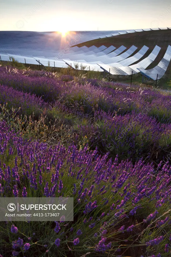 Lavander and Solar photovoltaic park of MeesFrance