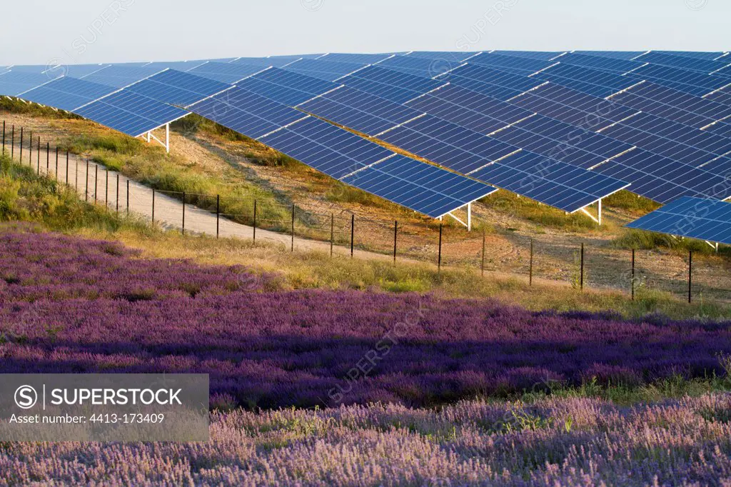 Lavander and Solar photovoltaic park of MeesFrance