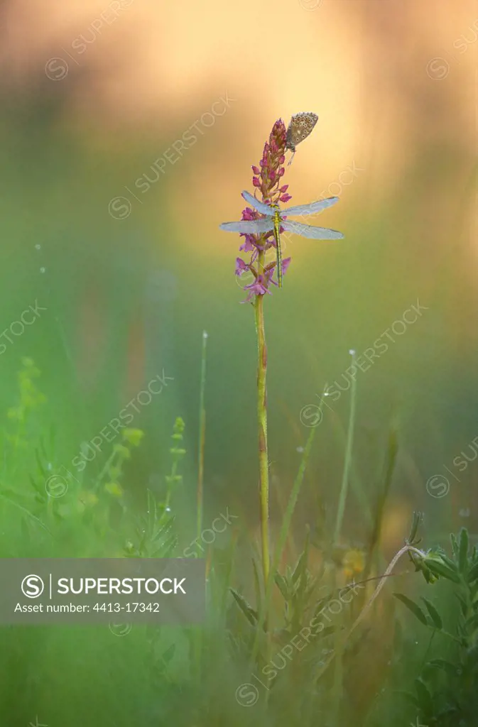 Yellow-legged clubtail and butterfly on an orchid