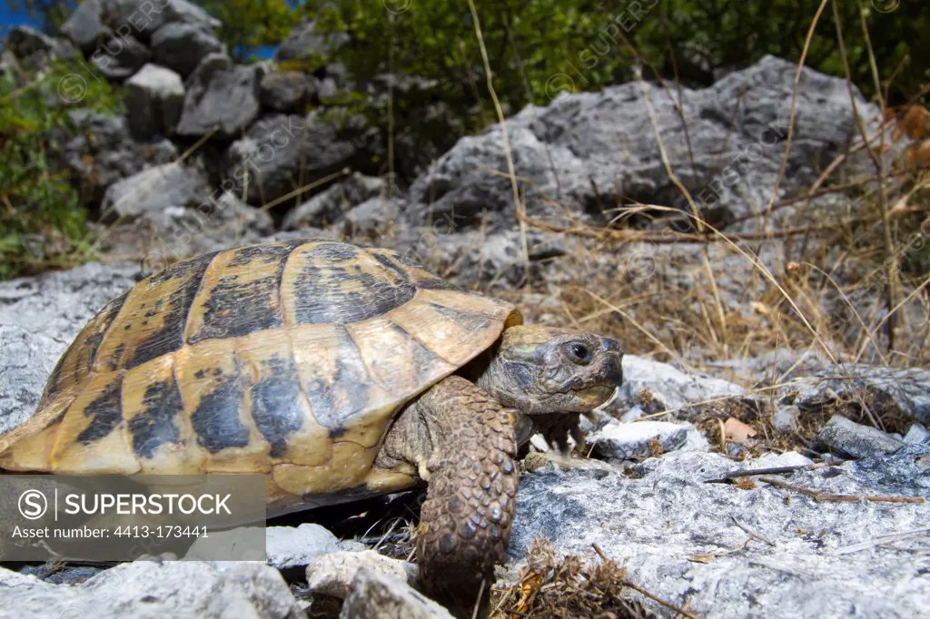 Hermann's tortoise in the NP of Skadar lake in Montenegro