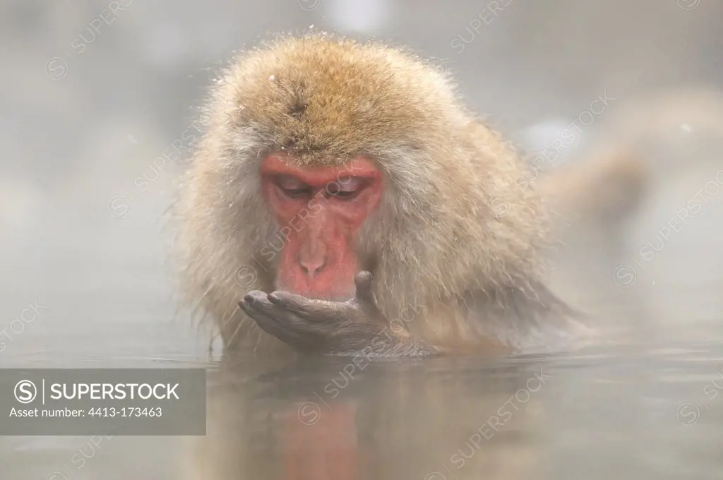 Japanese macaque bathing in a hot source Japon