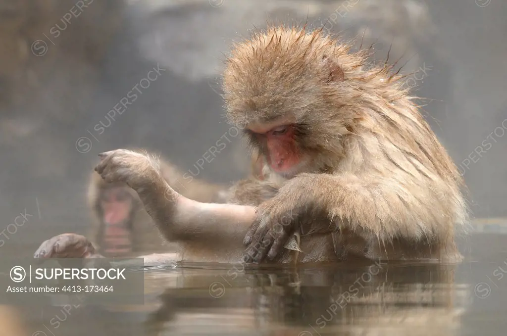 Japanese macaque bathing in a hot source Japon