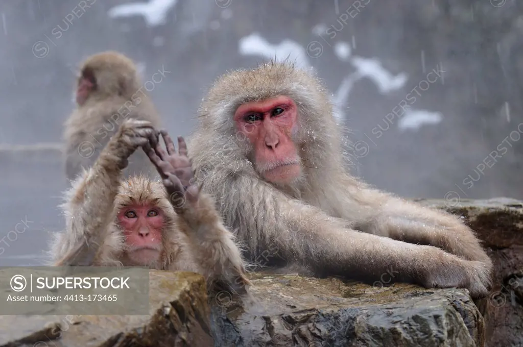 Japanese macaques bathing in a hot source Japon
