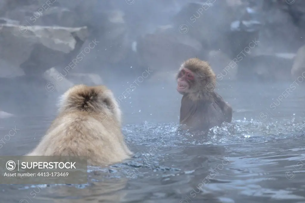 Japanese macaques bathing in a hot source Japon