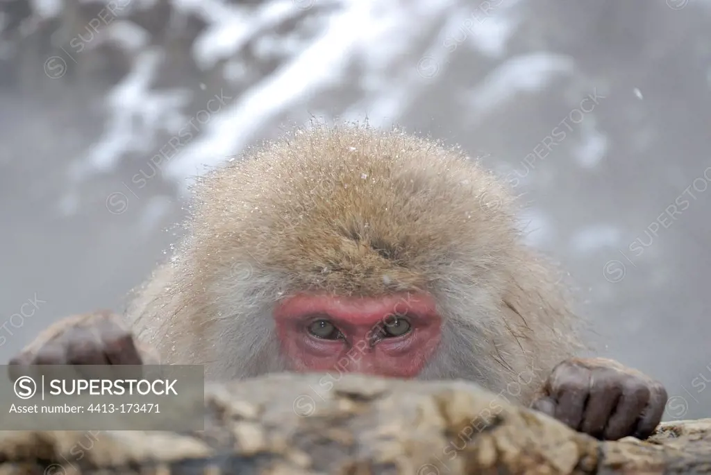 Portrait of a Japanese Macaque in hot water bath Japan