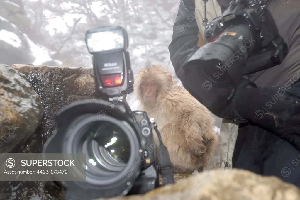 Photographic equipment and Japanese Macaque in Japan