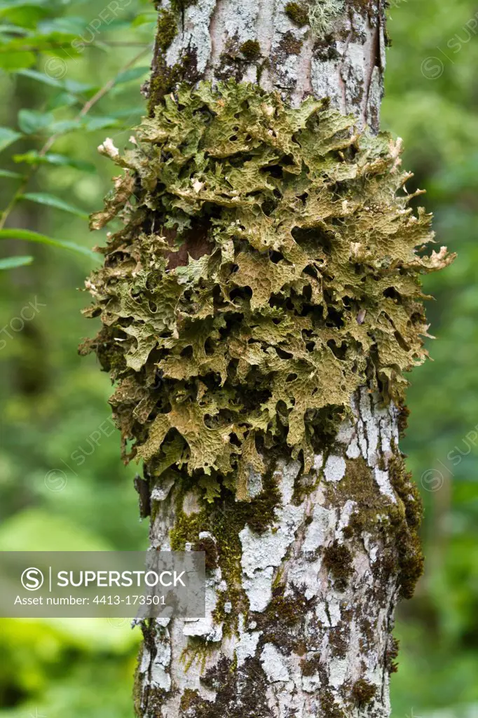 Lichen on trunk in the NP of Biogradska Gora in Montenegro