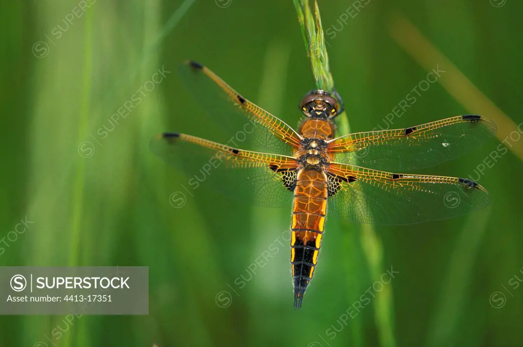 Four-spotted skimmer on a Gramineae Switzerland
