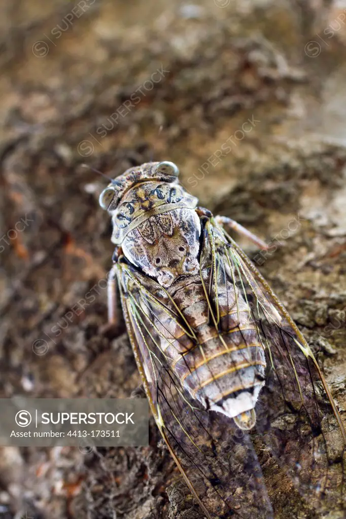 Common cicada in the NP of Skadar lake in Montenegro