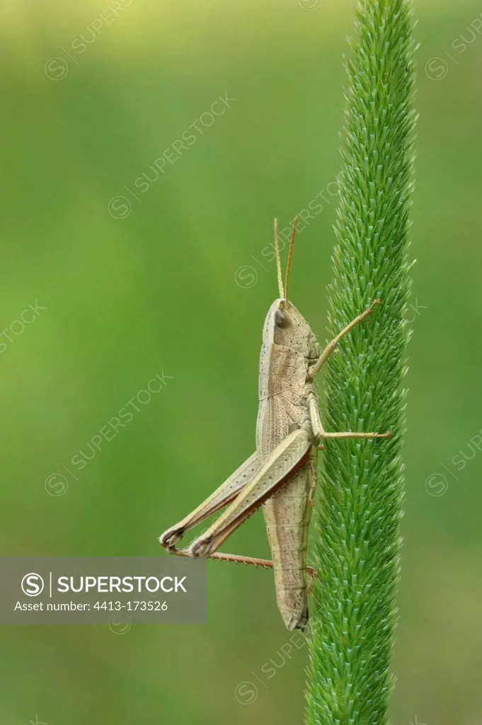Female large golden Grasshopper on an ear of Timothy