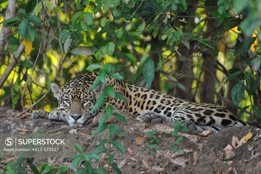 Jaguar resting on the bank of the Rio Cuiaba Pantanal