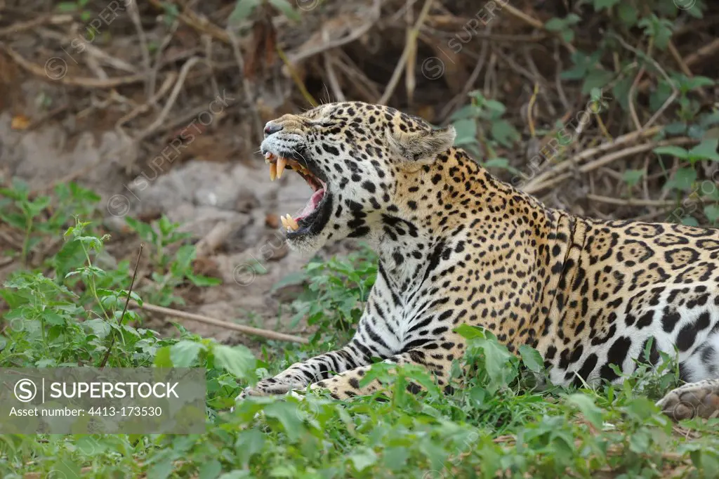Jaguar yawning on the bank of the Rio Cuiaba Pantanal