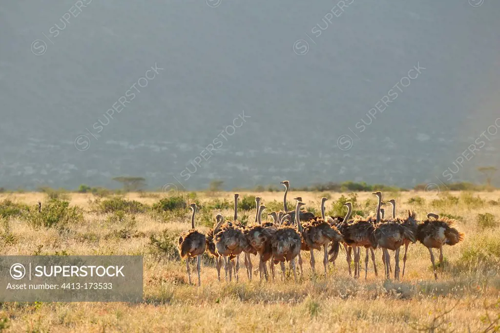 Somali ostriches in the savannah Samburu Kenya