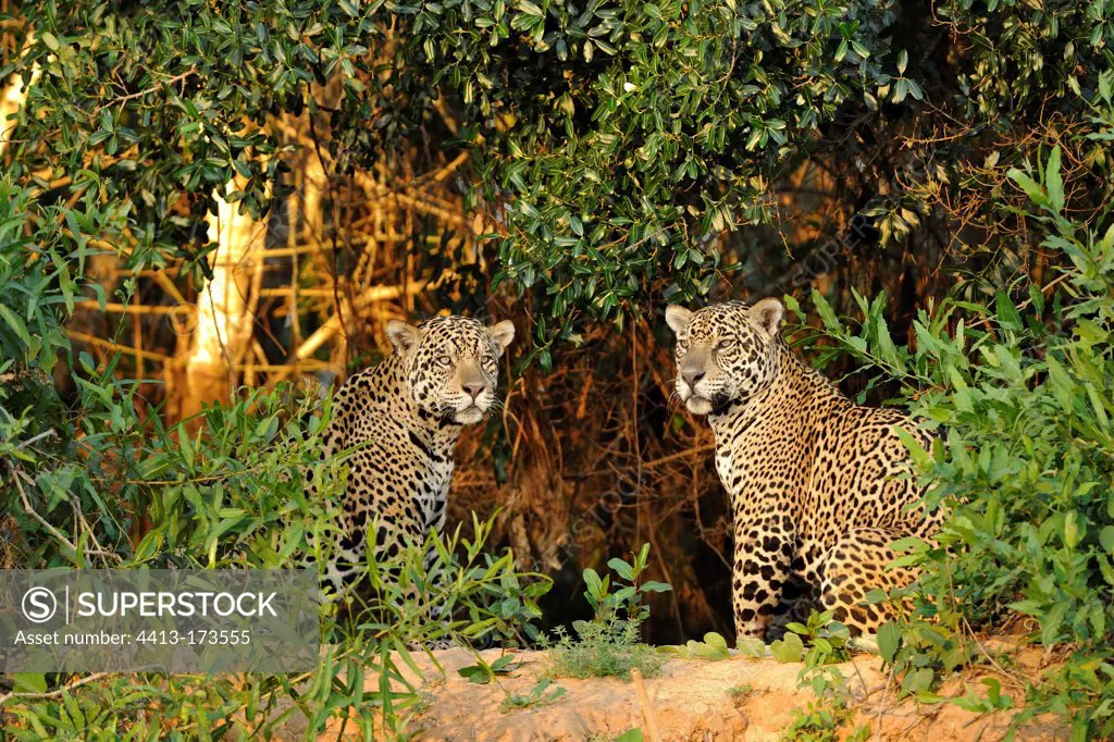 Jaguars males playing Pantanal Brazil