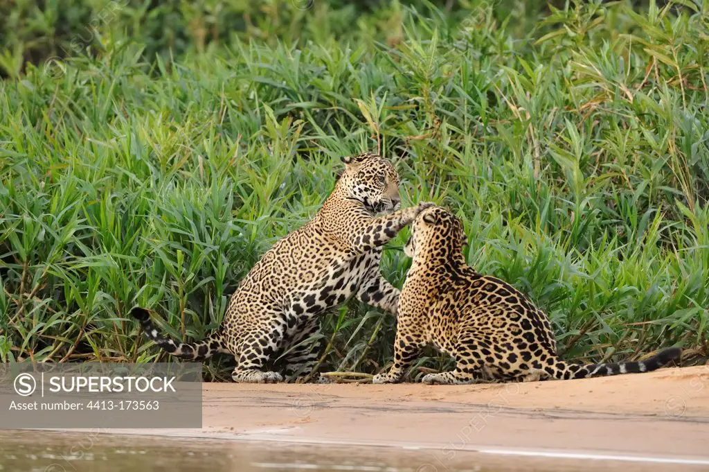 Jaguars males playing beside a river Pantanal Brazil