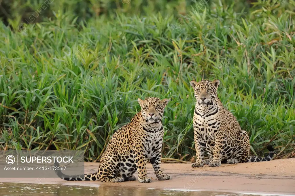 Jaguars males sitting beside a river Pantanal Brazil