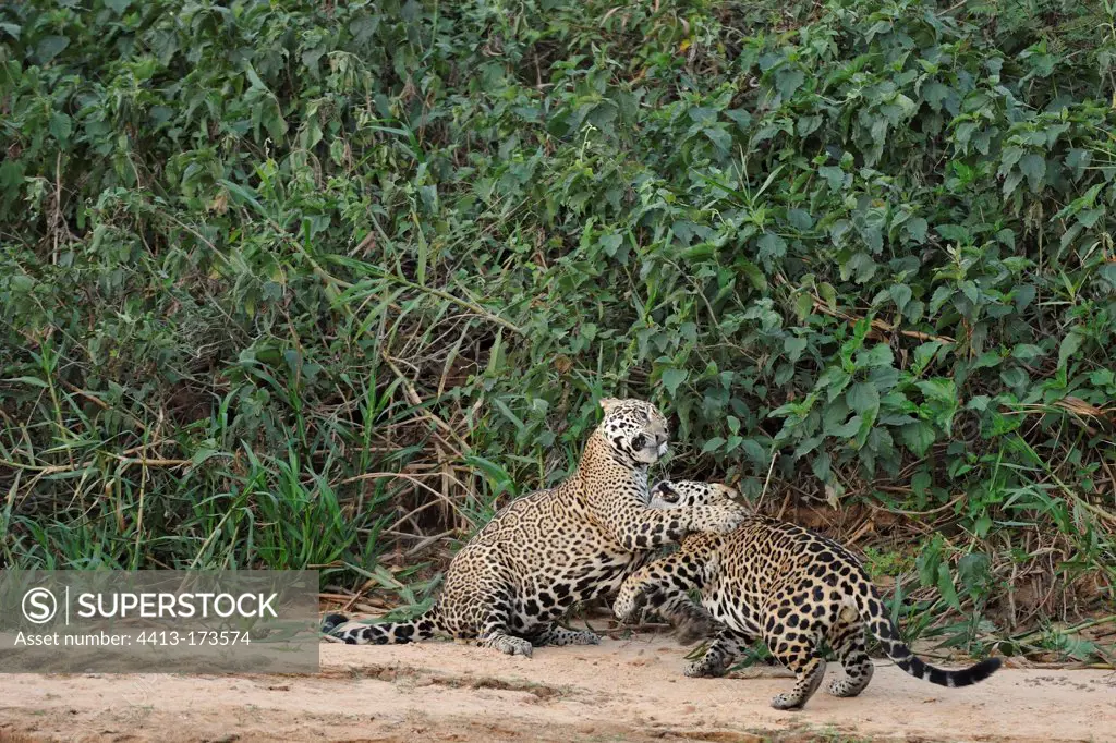Jaguars males playing beside a river Pantanal Brazil