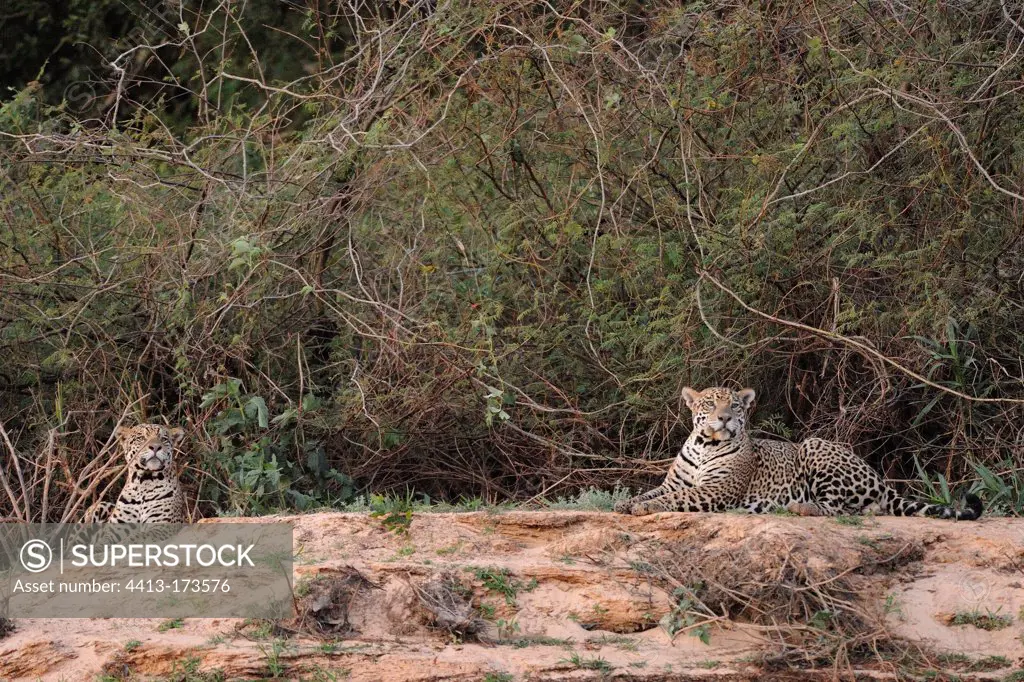 Jaguars males resting beside a river Pantanal Brazil