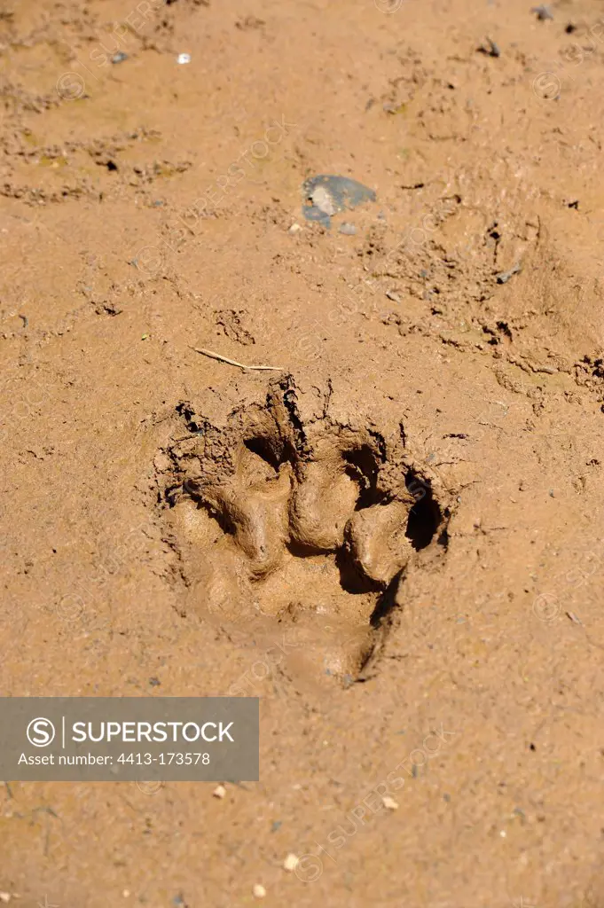 Jaguar footprint in mud Pantanal Brazil