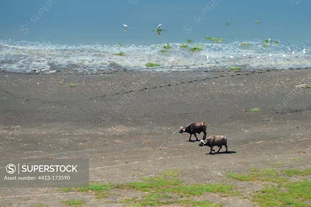 African buffalo walking on the shore of Lake Nakuru Kenya