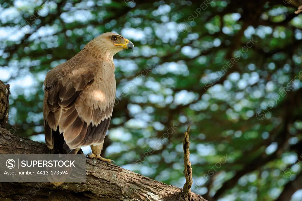 Tawny eagle on a branch Serengeti Tanzania