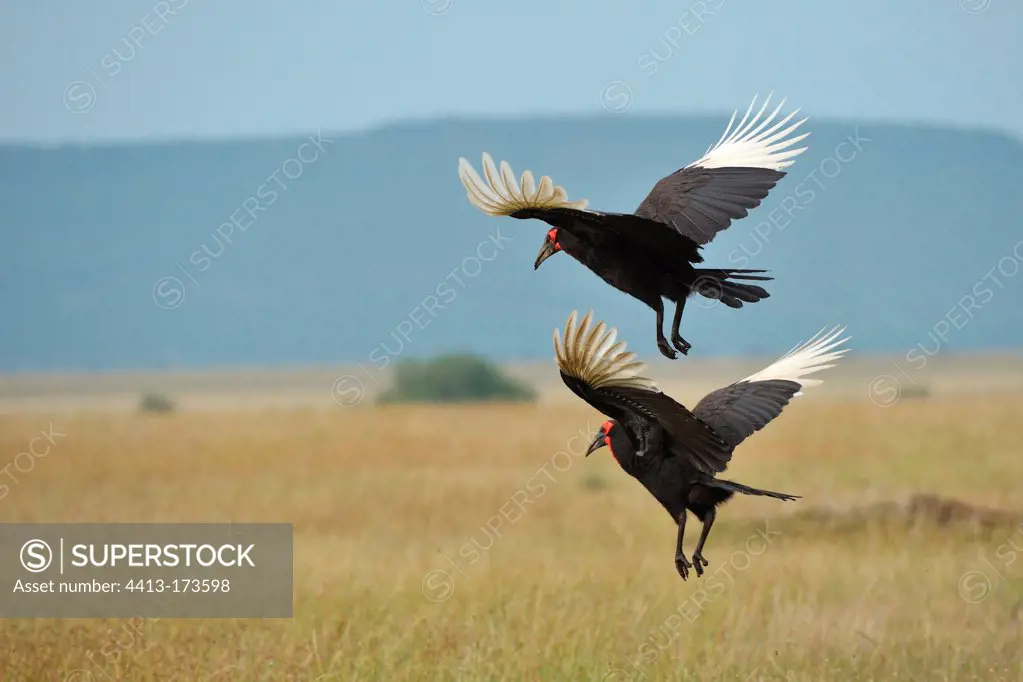 Southern Ground Hornbill flying over the savanna Tanzania