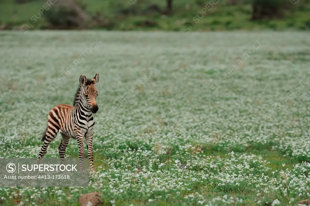 Young Burchell's zebra in a bloom plain Serengeti