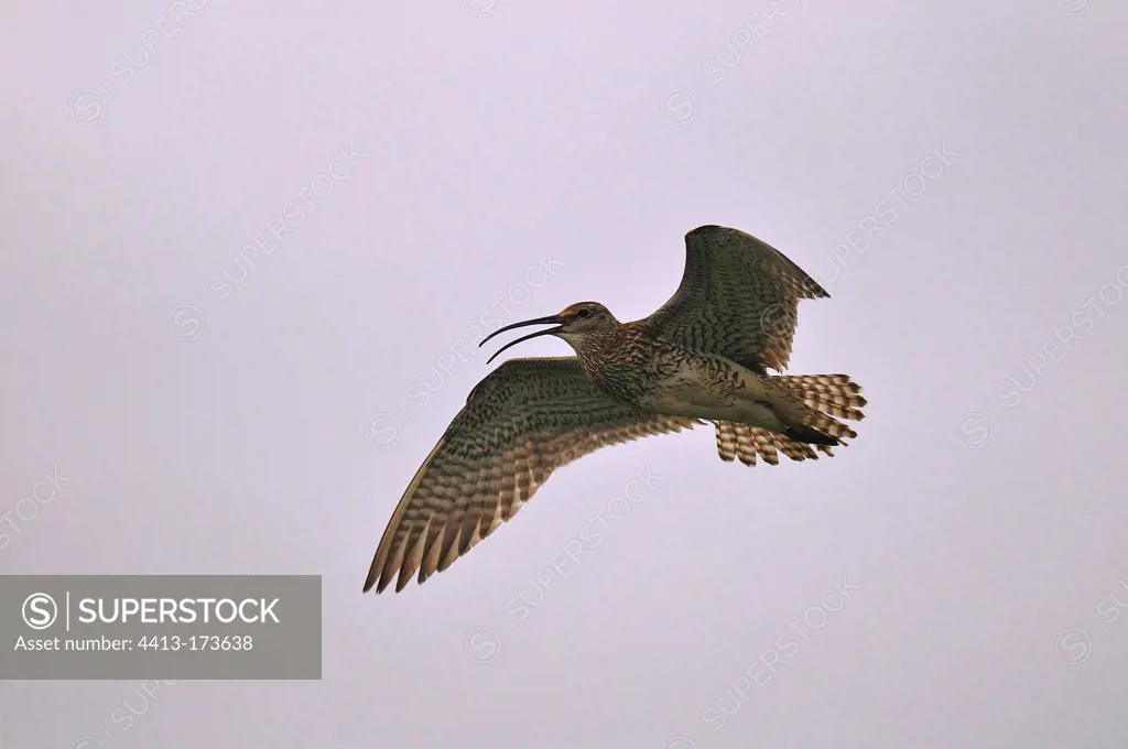 Whimbrel flying Iceland
