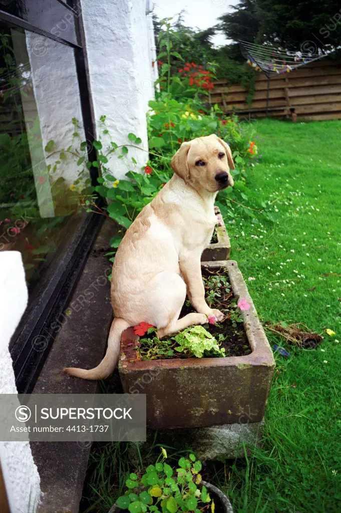 Young Labrador in a flower container Scotland