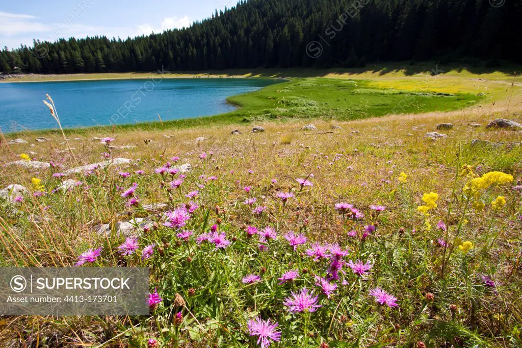 Wild flowers near the Black Lake NP Durmitor in Montenegro